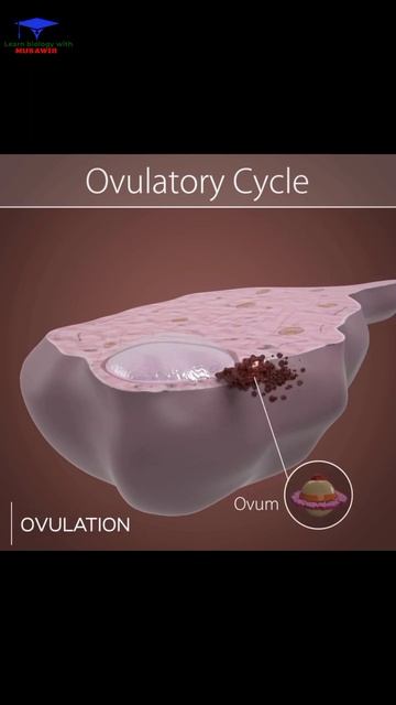 Ovulatory cycle medical animated short video. #shorts #ovulatory смотреть онлайн