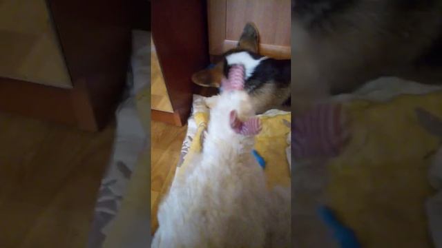 Дана ты че ореш? смотреть онлайн