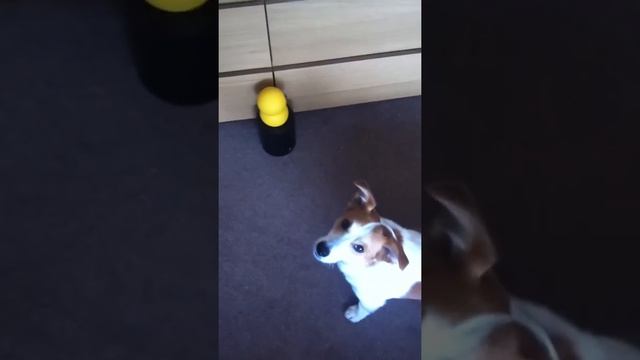 Keepon annoying the dog!! смотреть онлайн