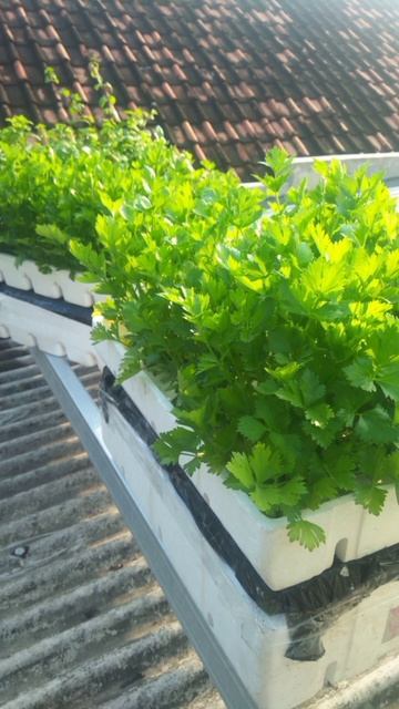 Seledri hidroponik смотреть онлайн