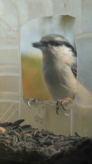 Птичка поползень вблизи#птицы смотреть онлайн