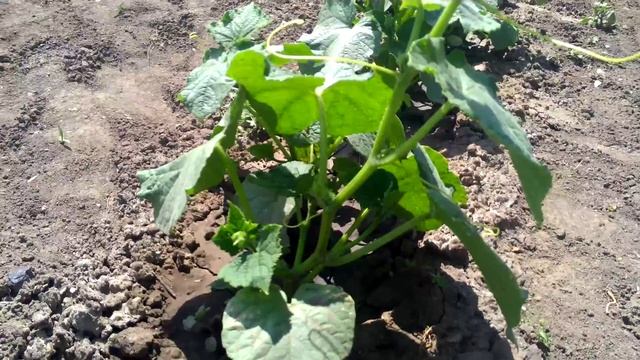 TIERRA NEGRA Огурцы 1 смотреть онлайн