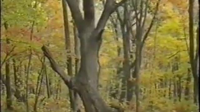 Лист и камень смотреть онлайн