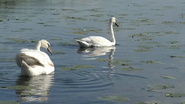 Лебеді кохання.Ковель2020 смотреть онлайн