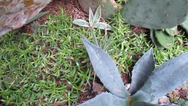 Chilean bromeliad in a Northern garden