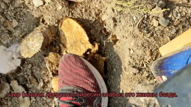 ЧАИР (КАВРАК/ ФЕРУЛЛА) ШИРЕСИН АЛАБЫЗ КЫМБАТ БААДА.0755292910 0225292967 смотреть онлайн