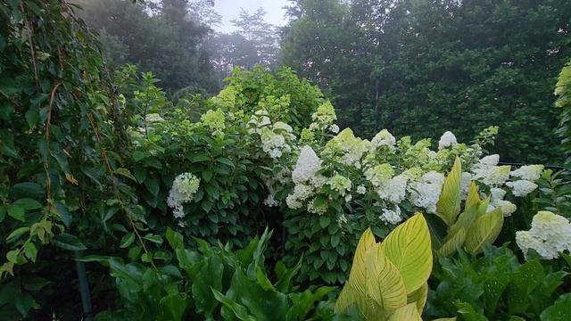 Strawberry Sunday Hydrangea (zone 7a)