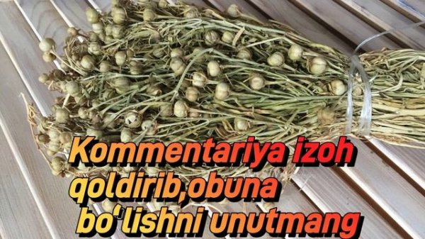 Исирик фойдаси_Isiriq foydasi.