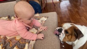 Английский бульдог и ребенок