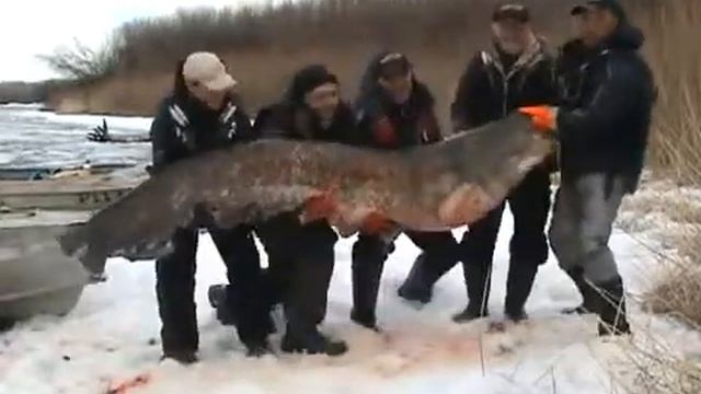 Ну очень большая рыба смотреть онлайн
