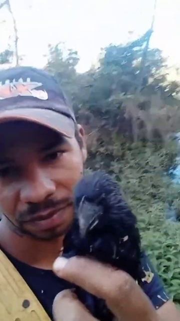 OLHA O ANU-PRETO! #shorts #passaros #aves #bichos смотреть онлайн