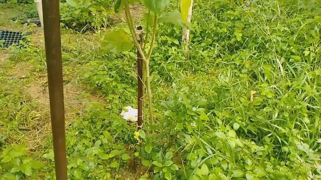 Best RootStock For Tomato Grafting смотреть онлайн