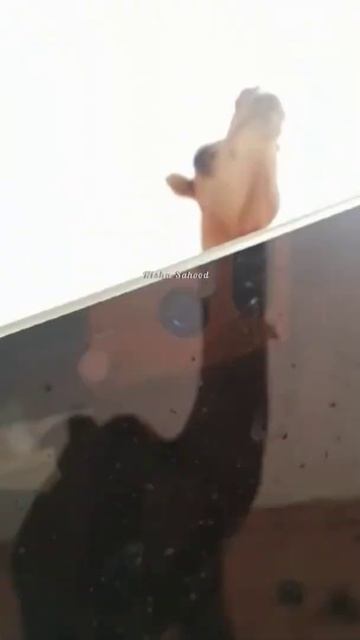 Camel Spotted On Desert |@nishaasarts смотреть онлайн