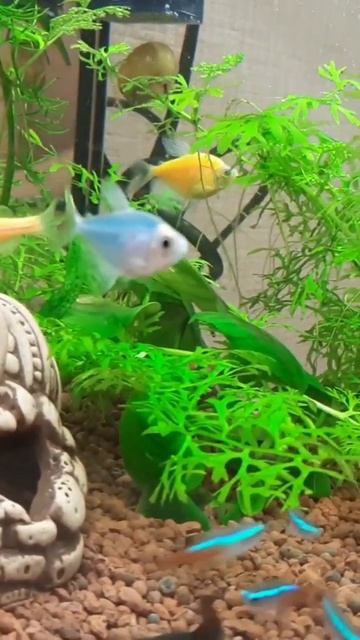 #аквариум #рыбки #аквариумдома #aquarium #сомик #fish #карамелька #улитки #данио смотреть онлайн