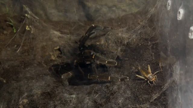 Cyriopagopus sp Bach Ma feedings. смотреть онлайн