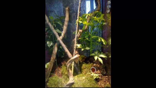 Anolis Carolinensis смотреть онлайн