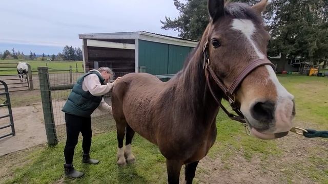 We have a visitor!!!! Meet Ben - Welsh Cob Horses 🐎 смотреть онлайн