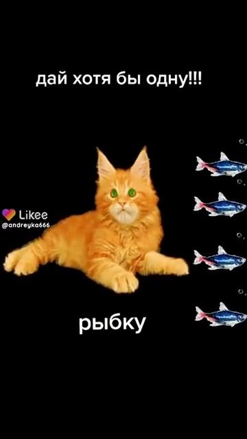 Сколько ты дашь котёнку рыб?? он ведь без домный😭😭😭😭😭😭😭😭😭😭😭😭❤️❤️❤️💓♥️🖤💞❤️❤️❤️❤️💋💋💋 смотреть онлайн