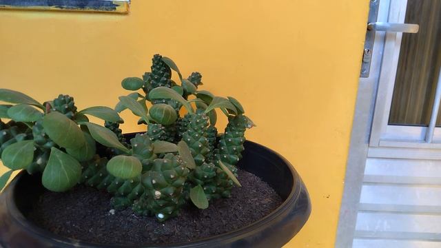 Fazendo Mudas De Suculenta Euphorbia Ritchiei