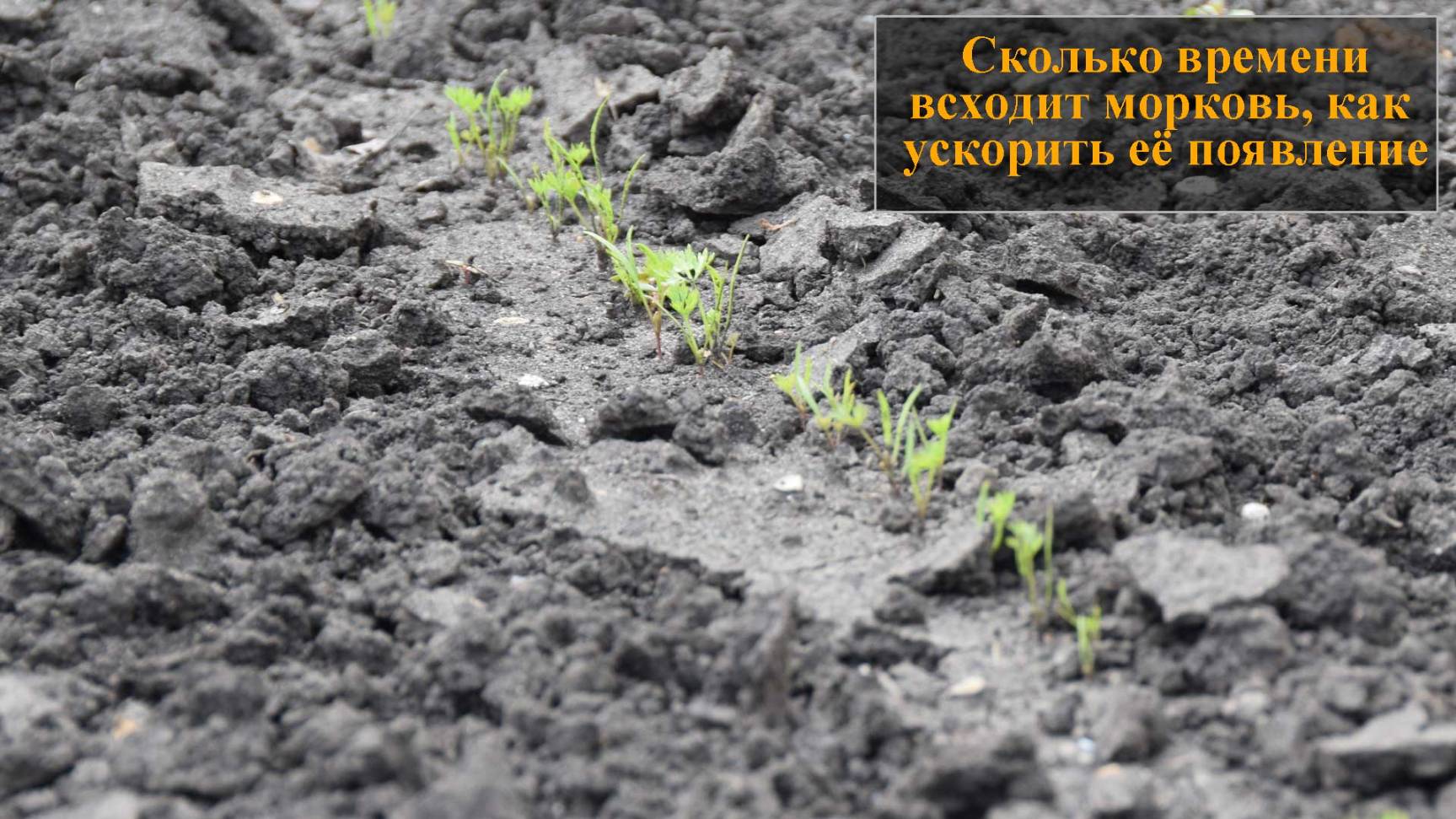 Сколько всходит морковь смотреть онлайн