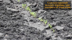 Сколько всходит морковь