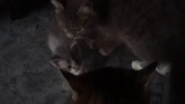 Котенок ищет новый дом смотреть онлайн
