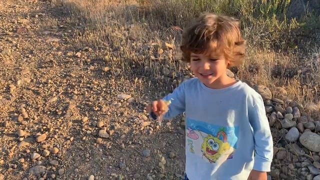 Lamarkia aurea - goldentop grass or toothbrush grass - plant identification by kids for kids смотреть онлайн