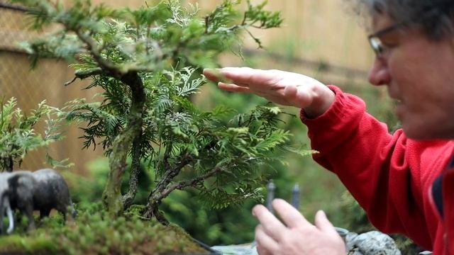 Elephant and Tree Penjing, The Bonsai Zone, May 2019 смотреть онлайн