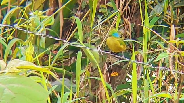 Chlorophonia cyanea | Blue-napped Chlorophonia | Clorofonia verdeazul смотреть онлайн