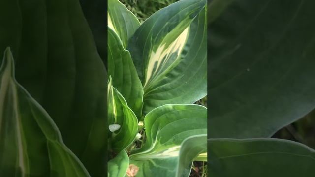 «Змеиный глаз» хоста в 24 году смотреть онлайн