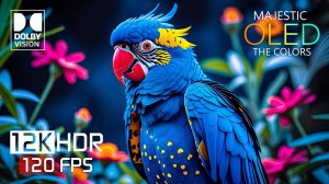 ВЕЛИЧЕСТВЕННОЕ 12K HDR ВИДЕО 120 кадров/с Dolby Vision (8K Видео)