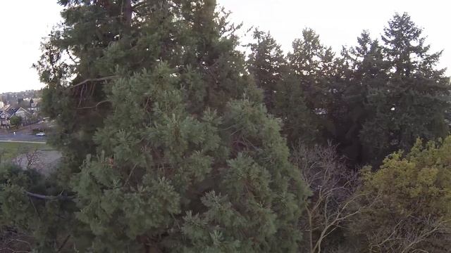Climbing a Redwood in Vancouver | DJI Phantom 2 & GoPro 3 смотреть онлайн