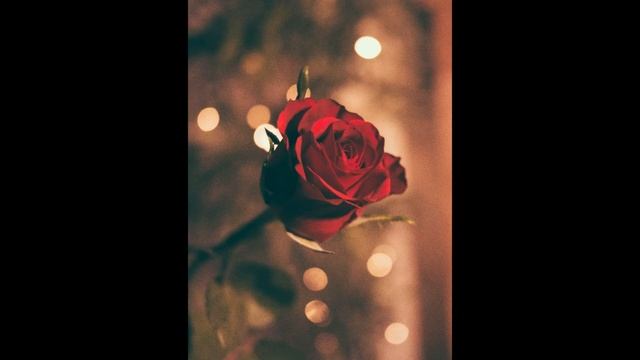 Best flowers and roses wallpapers HD with soft music share to whom you love – Roses photos смотреть онлайн