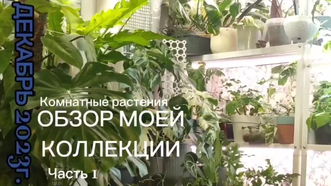 Коллекция комнатных растений смотреть онлайн