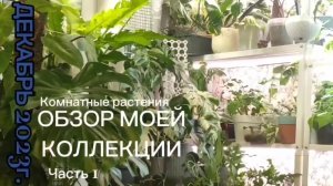 Коллекция комнатных растений