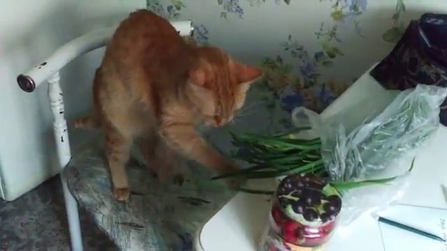 Кот Лаки и зеленый лук смотреть онлайн
