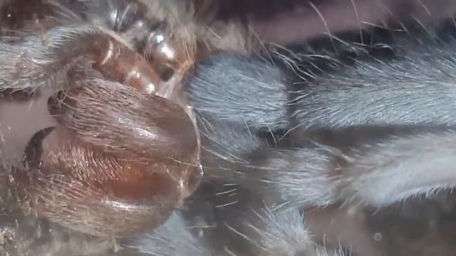 Brachypelma vagans Molt смотреть онлайн