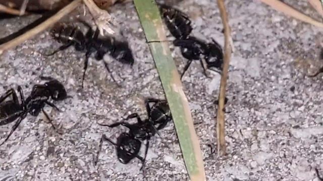 Messor capitatus и Camponotus vagus in nature, at night/в природе, ночью 17.09.2021 смотреть онлайн
