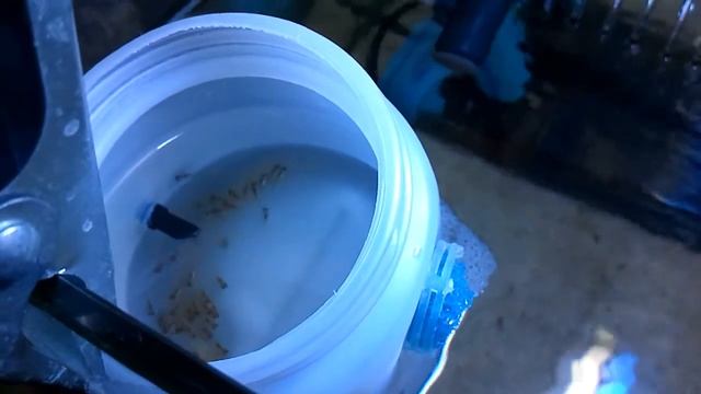 Aulonocara maylandi Kandeensis (eleventh day in egg tumbler) смотреть онлайн