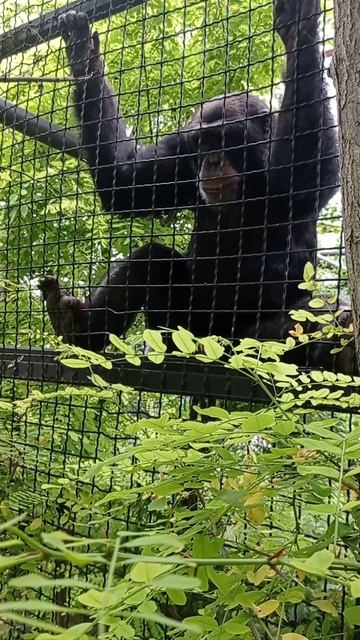 Обезьяна #shorts #обезьяна #шимпанзе #тайган #short #zoo #zoopark #зоопарк смотреть онлайн