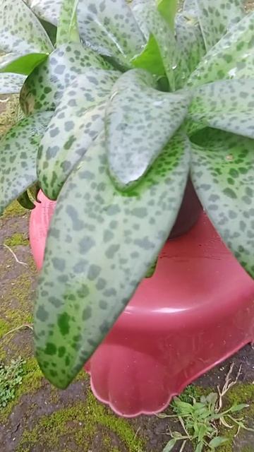 drimiopsis kirkii | leopard Lily | tanaman lidah katak смотреть онлайн