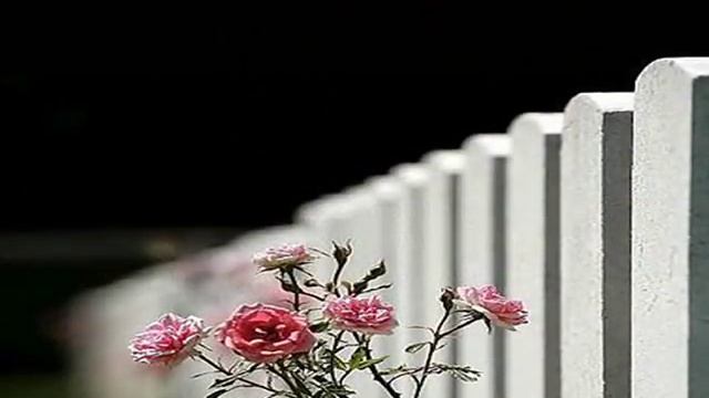 Remembrance Day 11/11/11/11 смотреть онлайн