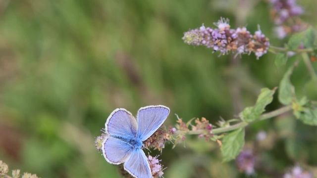 2022-09-05 LJUBLJANA Botanični vrt LEPIDOPTERA Polyommatus icarus NAVADNI MODRIN смотреть онлайн