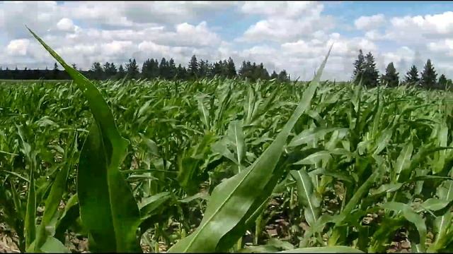 Обзор полей с кукурузой. смотреть онлайн