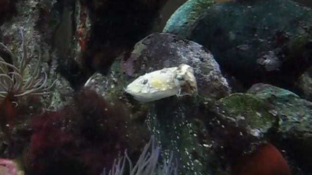 Sepia officinalis Common cuttlefish in Native marine aquarium смотреть онлайн