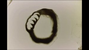 гласные звуки