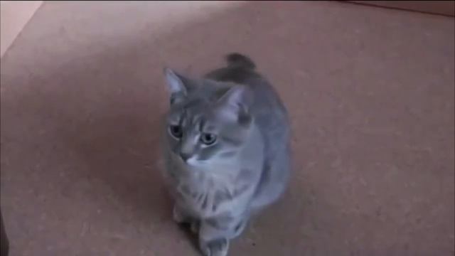 Кот просит кушать смотреть онлайн