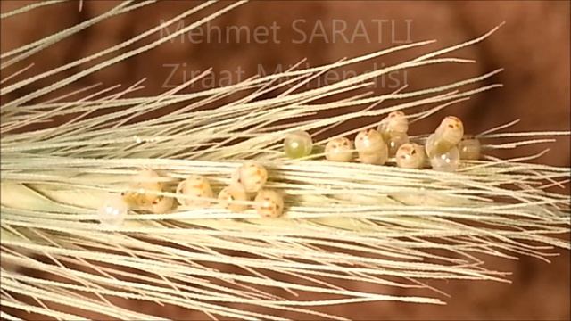Süne Yumurtası смотреть онлайн