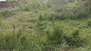 13. Покос травы по периметру триммером (бензокосой) с ножом, осмотр заросшего участка...