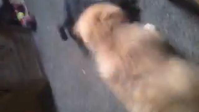 Mein karter und unser hund смотреть онлайн